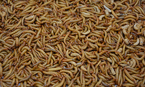 Meelwormen