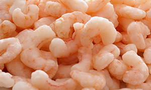 Warm water shrimps