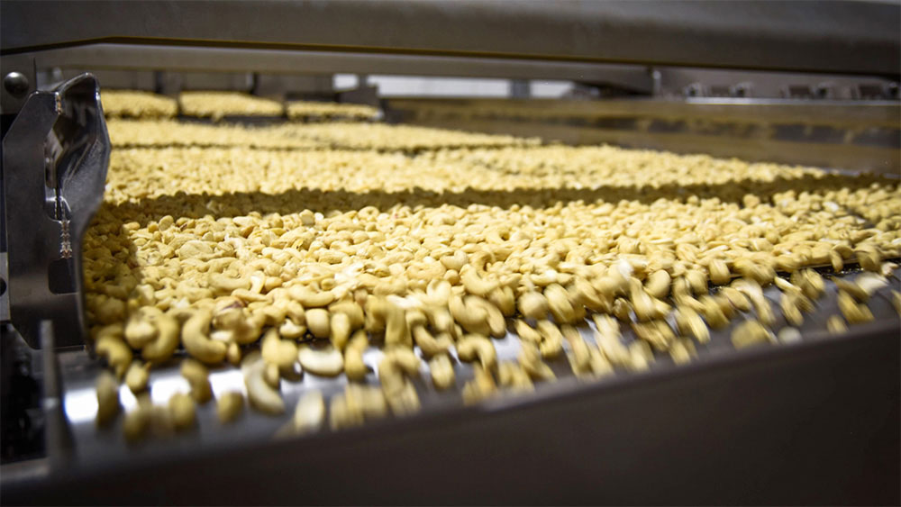 Nuts being scanning for aflatoxine by aflasort