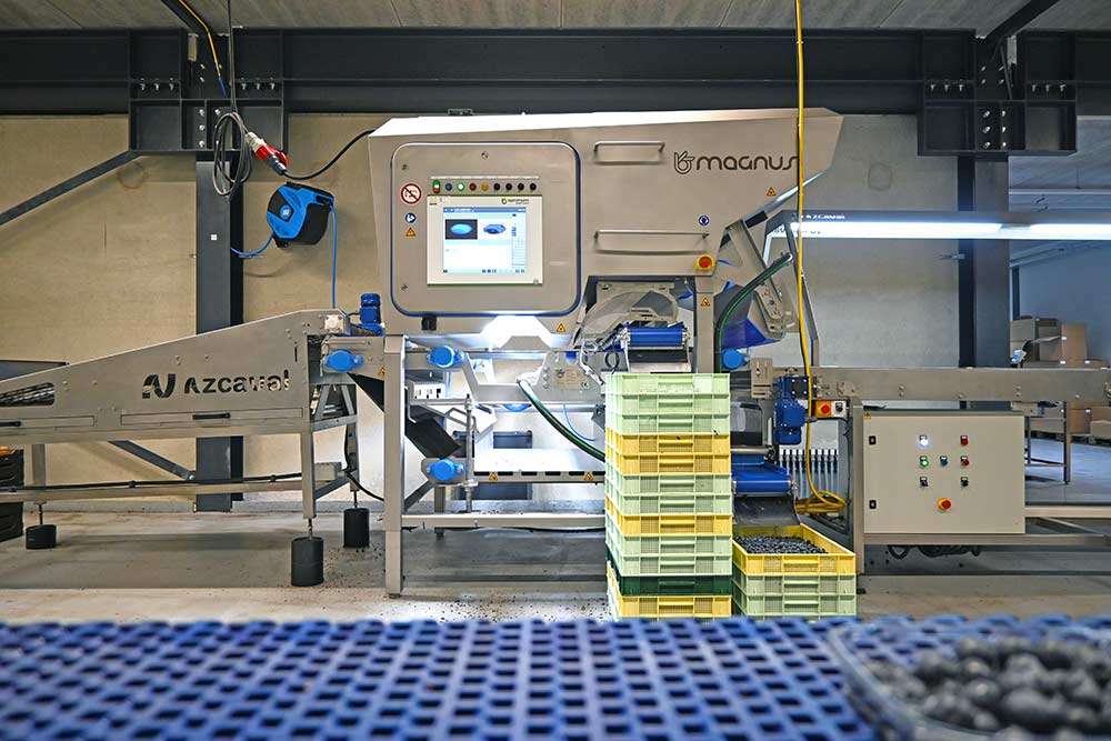 Magnus sorter installed at Berrybrothers